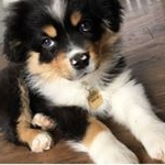 Profile Picture of Ernest the Mini Aussie (@ernestthemini) on Instagram