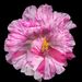 Profile Picture of Deborah Darling (@xmoonmyst) on Pinterest