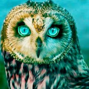 Profile Picture of Sol Zapata (@solzapata) on Youtube