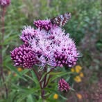 Profile Picture of Berta Anja Steindl (@berta.steindl.9) on Facebook