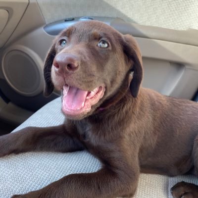 Profile Picture of Josh Duval (@JoshDuval9) on Twitter