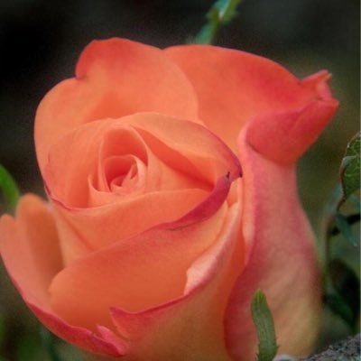 Profile Picture of Jan Quinn (@Quinn0220) on Twitter