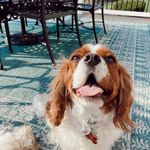 Profile Picture of truman daniel dinwiddie 🐾 (@truman_dinwiddie) on Instagram