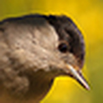 Profile Picture of Javier Salinas (@OLHO DE C?O) on Flickr