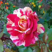 Profile Picture of Musica Per La Bellezza (@musicaperlabellezza1559) on Youtube