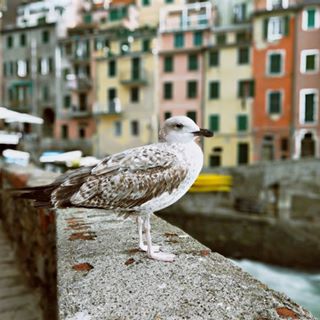 Profile Picture of Tasleem Mirza (@tasleem.mirza.395) on Facebook