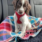 Profile Picture of J E S S I E (@jess_the_english_springer) on Instagram