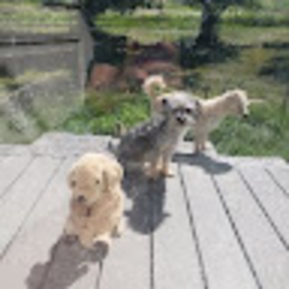 Profile Picture of Cathy Thygesen (@dpcathy) on Poshmark