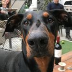 Rachael Reese - Instagram Profile Picture of Rachael Reese (@rachagainstthemachine1) on Instagram