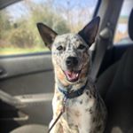 Profile Picture of Rambo Ray Musick (@killaaa_rambo) on Instagram