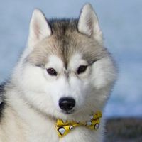 Profile Picture of Moses Long (@moses-long-4) on Quora