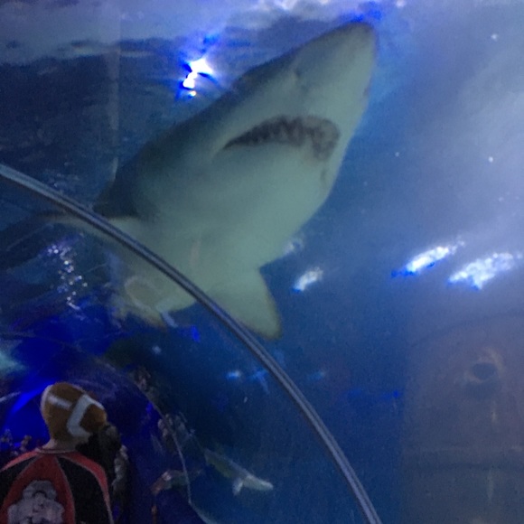 Profile Picture of Steven Pacheco (@mrcleveland126) on Poshmark