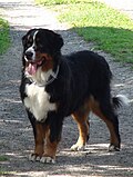 Profile Picture of Bernese Mountain Dog - Wikipediaon Wikipedia