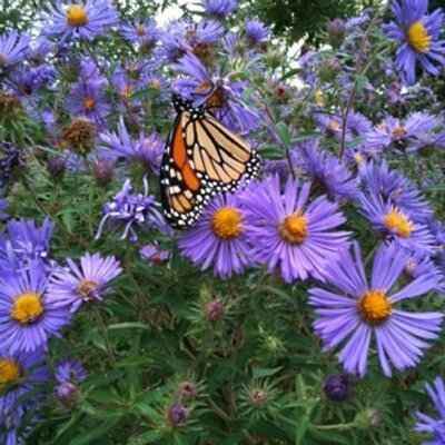 Profile Picture of Debora M. Hayes (@dhayes329) on Twitter