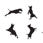 Profile Picture of Claudio Bobadilla (@drcbobadilla) on Instagram