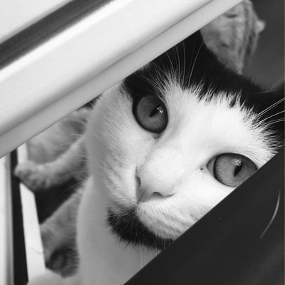 Profile Picture of 貓貓貓 (@BoHuang4) on Twitter