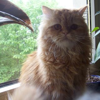 Profile Picture of Alisa Tesch (@alisa.tesch) on Facebook