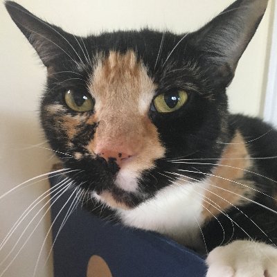 Profile Picture of Hoosier Daddy (@MichaelCMontero) on Twitter