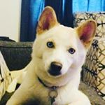 Profile Picture of Kaiser Chase Thomas (@itsyourdogkai) on Instagram