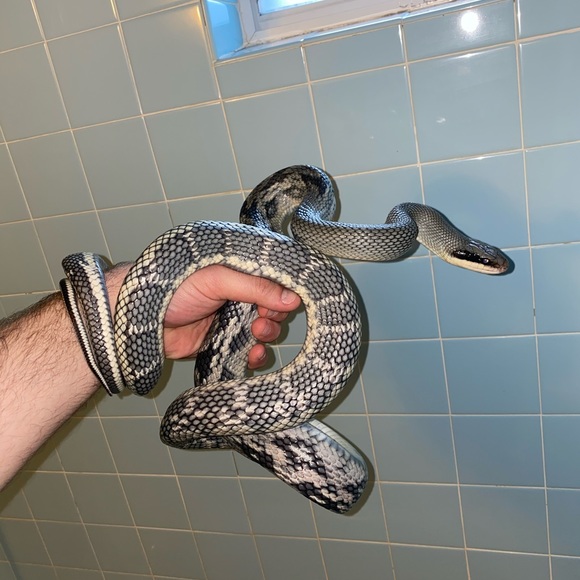 Profile Picture of Philip Wurtz (@phillydubs) on Poshmark