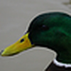 Profile Picture of The Beestonian (@The Beestonian) on Flickr