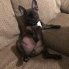 Profile Picture of ChesterTheFrenchton (@@chesterthefrenchton) on Tiktok