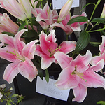 Profile Picture of Susan Eng (@sge_eng100) on Flickr