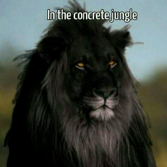 Jeffrey Carr - Poshmark Profile Picture of Jeffrey Carr (@jrocc815) on Poshmark