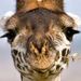 Profile Picture of Kim Trimble (@trimblejr) on Pinterest