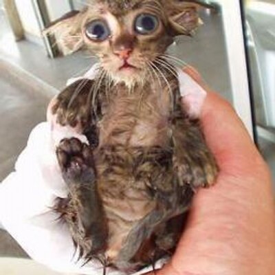 Profile Picture of Julia Weed (@julia80633) on Twitter