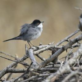 Raimundo Hernández - Twitter Profile Picture of Raimundo Hernández (@javariega) on Twitter