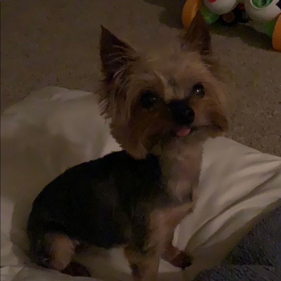 Profile Picture of Mezhgan Hussainy (@mezhganhussainy) on Poshmark