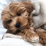 Profile Picture of Winnie Jean Day 🐶 (@days_with_winnie_the_poo) on Instagram
