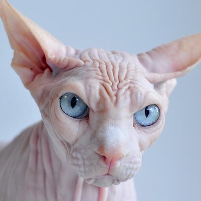 Profile Picture of Pedro Saez (@pedrosaez420) on Twitter