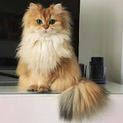 Profile Picture of Ginette Cyr (@Ricgin) on Youtube