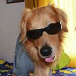 Profile Picture of Douglas el perro amarillo (@douglasdogy) on Instagram