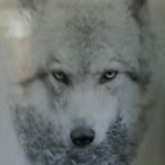 Profile Picture of Max Wolf (@justinmoose204) on Poshmark