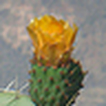 Profile Picture of Isabel  Chaves (@zabelinha) on Flickr