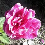 Profile Picture of Claribel Pagan (@claribel.pagan.39501) on Facebook