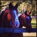 Profile Picture of Cindy Scribner (@santaritafarm) on Pinterest