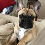 Profile Picture of Shawna Miller (@winston_the_frenchie2017) on Instagram