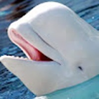 Profile Picture of Travis Garman (@travis-garman-4) on Quora