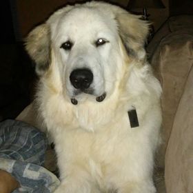 Profile Picture of Jennifer Maples (@kenziemomma11) on Pinterest