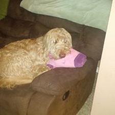 Profile Picture of Christopher A. Mayse (@Avyrice) on Twitter