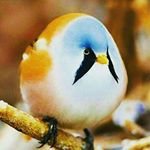 Gillian Foster - Instagram Profile Picture of Gillian Foster (@gil_foster) on Instagram