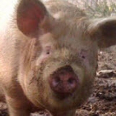 Profile Picture of Gene Beards (@GeneBeards9213) on Twitter