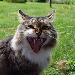 Profile Picture of Amanda Rafala (@New Haven Music) on Flickr