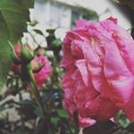 Profile Picture of Sophia Jungen (@photography.felice) on Instagram