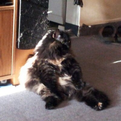 Profile Picture of S Avery (@stacy_avery) on Twitter