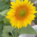 Profile Picture of Lira Calvetti (@Lira-Calvetti) on Facebook